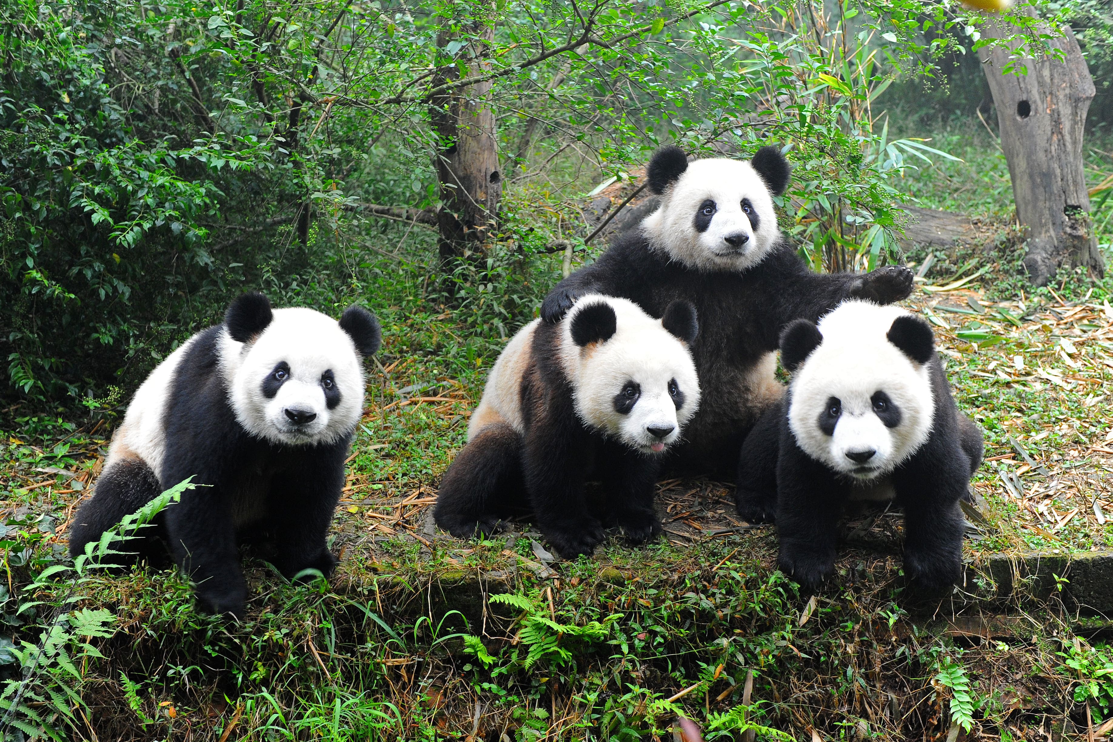 2 Days Private Chengdu Panda & Food Tour